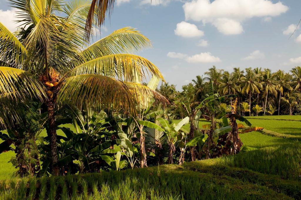 Puri Bebengan Bungalows Ubud  Exterior photo