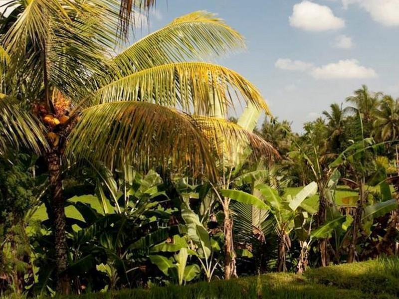 Puri Bebengan Bungalows Ubud  Exterior photo